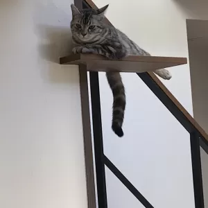 H様邸のキャットウォークで遊ぶ猫ちゃんの写真のサムネイル