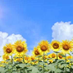 夏季休暇のお知らせのサムネイル